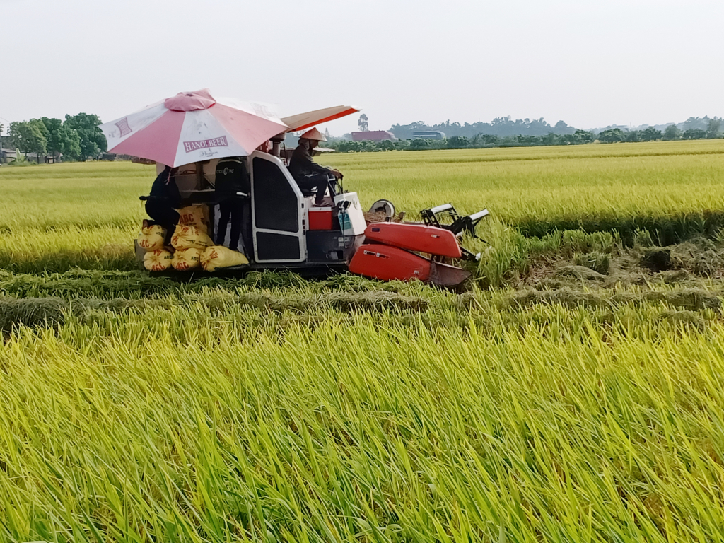 TOÀN XÃ ĐẨY NHANH TIẾN ĐỘ THU HOẠCH LÚA VỤ MÙA